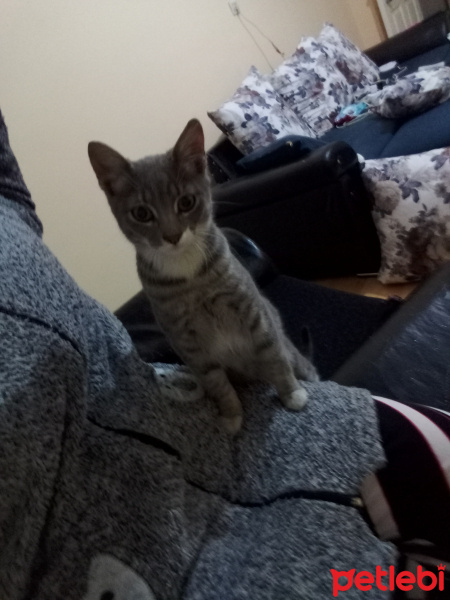 Tekir Kedi, Kedi  Yok fotoğrafı