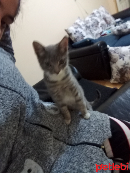 Tekir Kedi, Kedi  Yok fotoğrafı