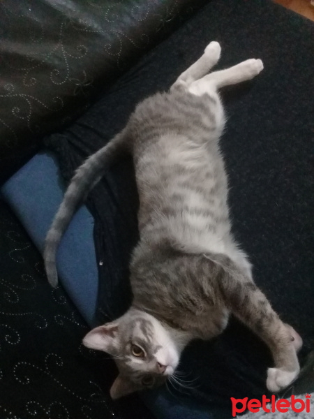 Tekir Kedi, Kedi  Yok fotoğrafı