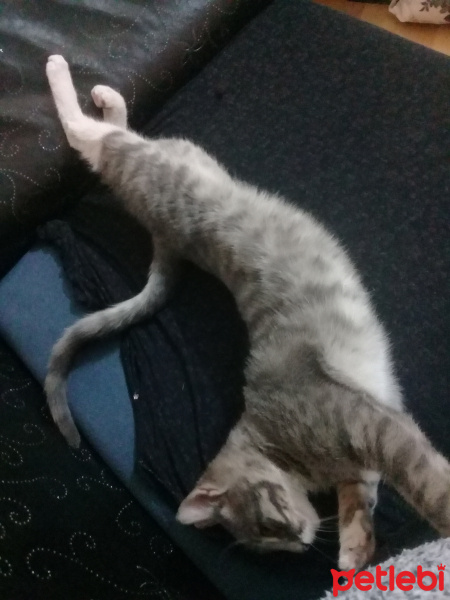 Tekir Kedi, Kedi  Yok fotoğrafı