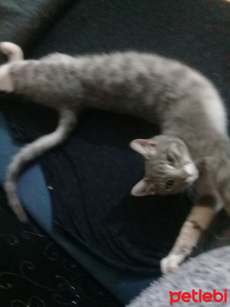 Tekir Kedi, Kedi  Yok fotoğrafı