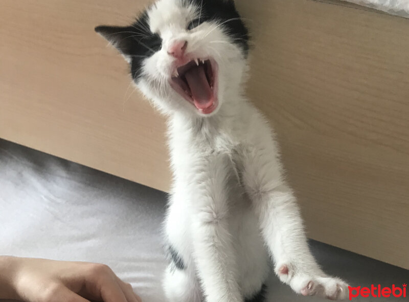 Tuxedo (Smokin) Kedi, Kedi  Leo fotoğrafı