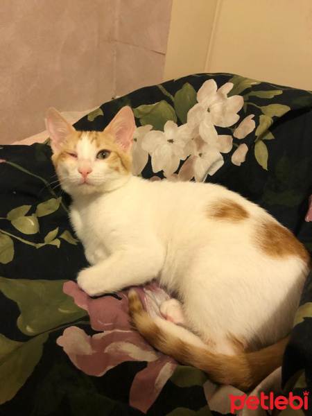 Tekir Kedi, Kedi  Vanilya fotoğrafı