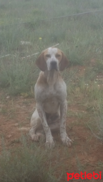 Pointer, Köpek  Gomis fotoğrafı