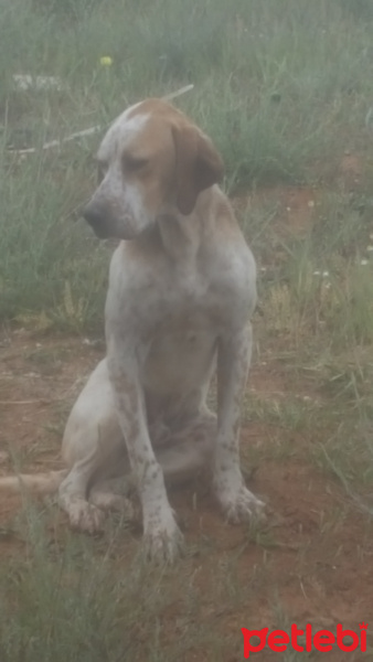 Pointer, Köpek  Gomis fotoğrafı