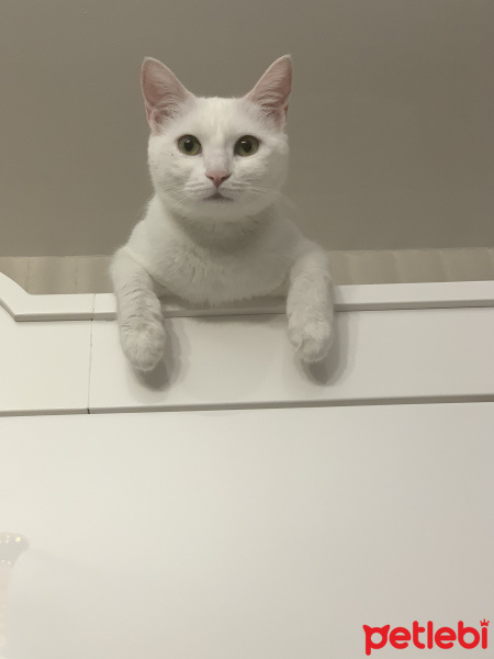 Tekir Kedi, Kedi  Prenses fotoğrafı