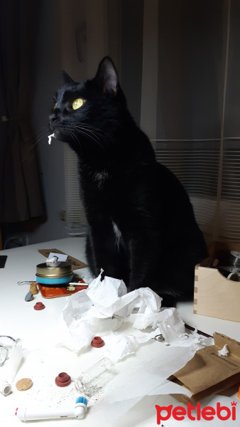 Bombay, Kedi  Gece fotoğrafı