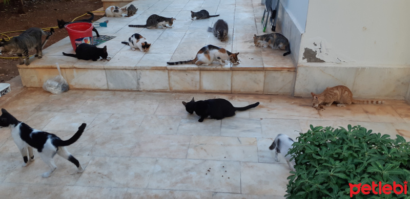 Bombay, Kedi  Gece fotoğrafı