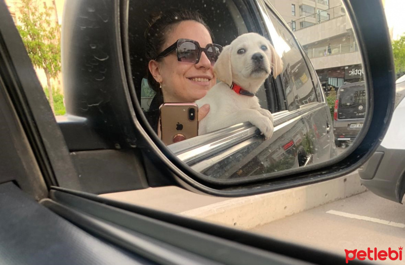 Labrador Retriever, Köpek  Çilek fotoğrafı