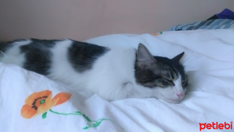 Tekir Kedi, Kedi  Ranahan fotoğrafı