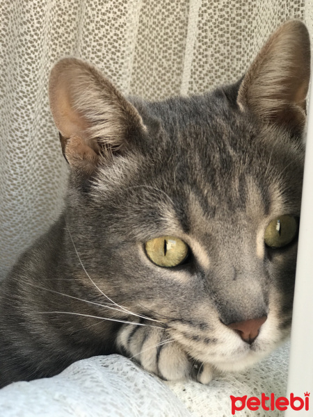 Tekir Kedi, Kedi  Duman fotoğrafı