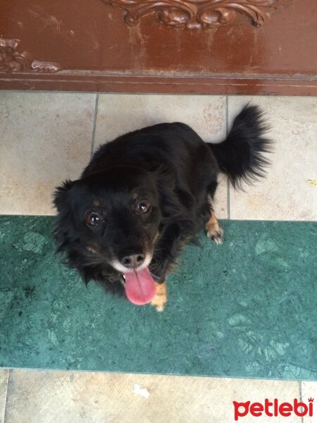 Sokö (Sokak Köpeği), Köpek  Zeytin fotoğrafı