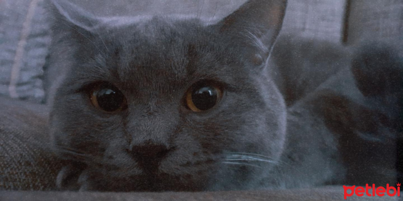 Scottish Fold, Kedi  Duman fotoğrafı