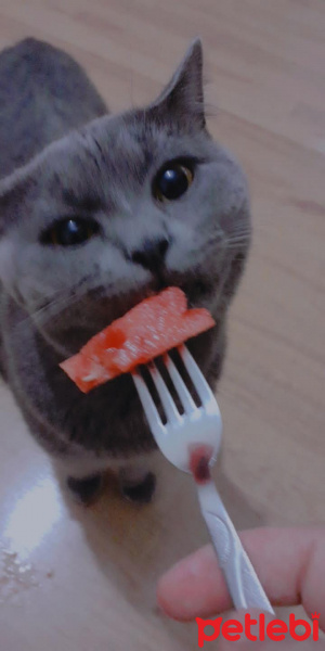 Scottish Fold, Kedi  Duman fotoğrafı