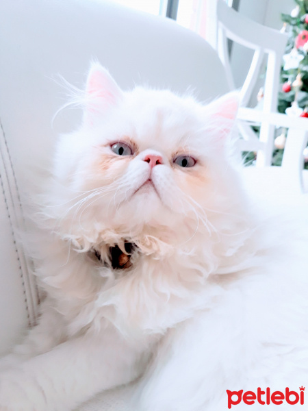 İran Kedisi (Persian), Kedi  Mio fotoğrafı