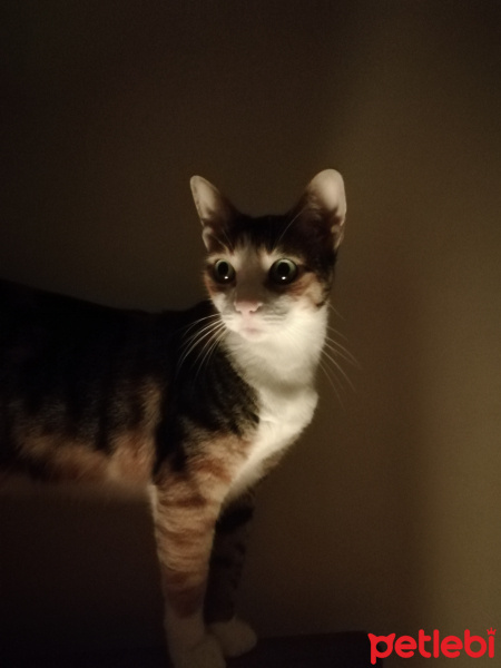 Tekir Kedi, Kedi  MÜBECCEL fotoğrafı