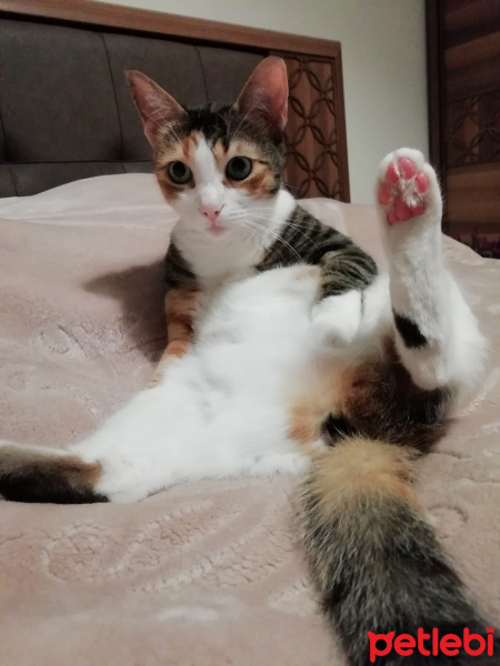 Tekir Kedi, Kedi  MÜBECCEL fotoğrafı