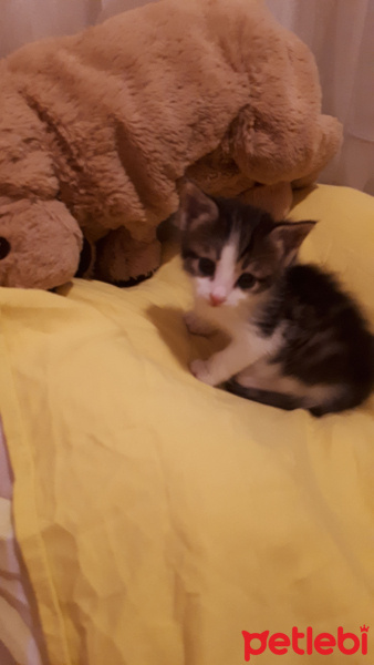 Tekir Kedi, Kedi  Nasip fotoğrafı