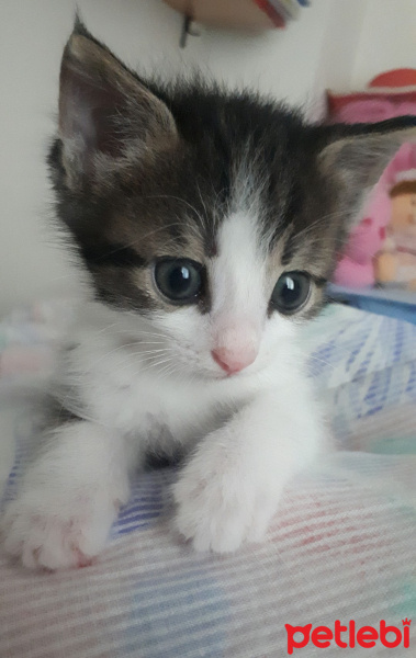 Tekir Kedi, Kedi  Nasip fotoğrafı