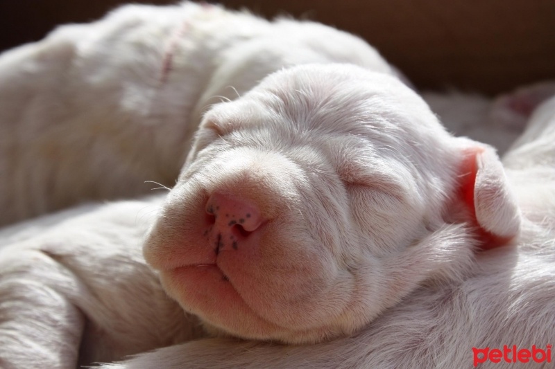 Dogo Arjantin, Köpek  DOGO ARJANTİN fotoğrafı