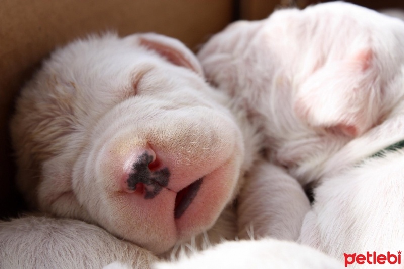 Dogo Arjantin, Köpek  DOGO ARJANTİN fotoğrafı