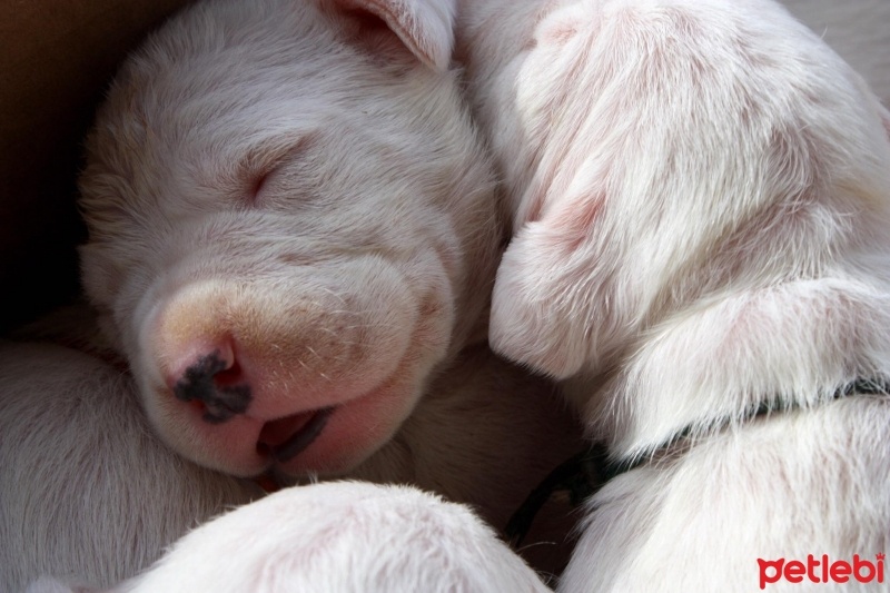 Dogo Arjantin, Köpek  DOGO ARJANTİN fotoğrafı
