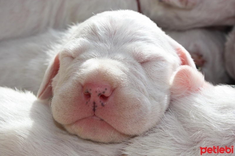 Dogo Arjantin, Köpek  DOGO ARJANTİN fotoğrafı