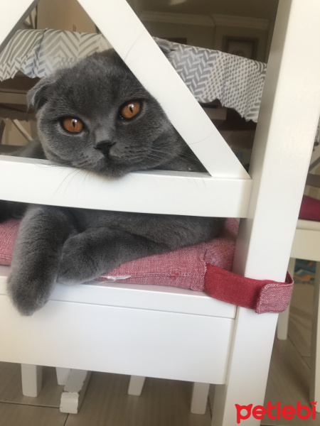 Scottish Fold, Kedi  Gümüş fotoğrafı