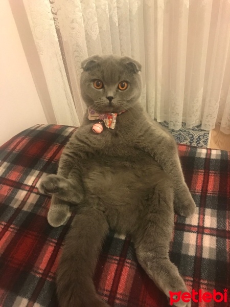 Scottish Fold, Kedi  Gümüş fotoğrafı