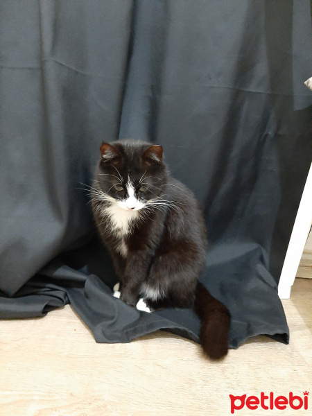 Tuxedo (Smokin) Kedi, Kedi  PUŞO fotoğrafı