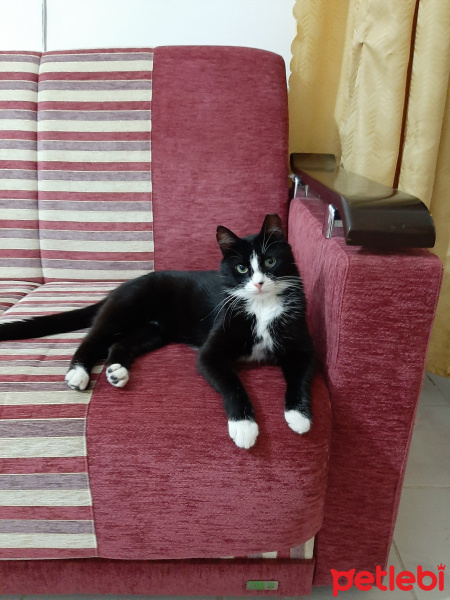 Tuxedo (Smokin) Kedi, Kedi  PUŞO fotoğrafı