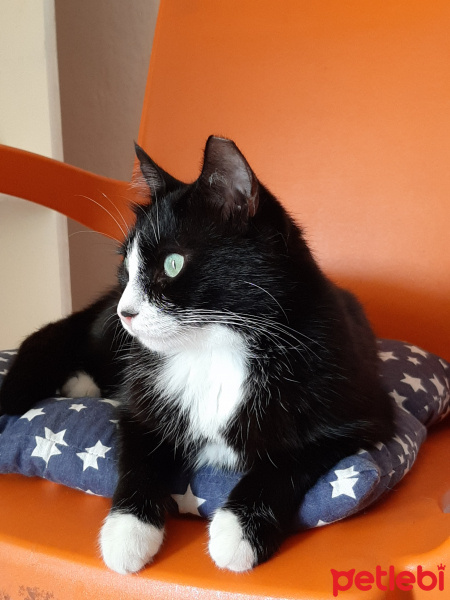 Tuxedo (Smokin) Kedi, Kedi  PUŞO fotoğrafı