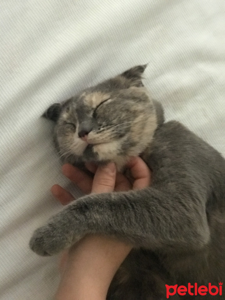 Scottish Fold, Kedi  Alaca fotoğrafı