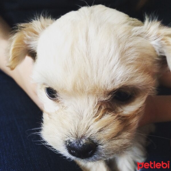 Yorkshire Terrier, Köpek  haydut fotoğrafı