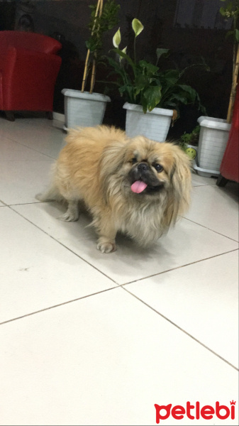 Pekingese, Köpek  Bobby fotoğrafı