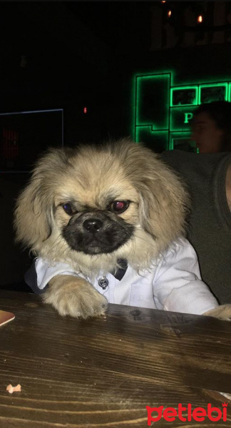 Pekingese, Köpek  Bobby fotoğrafı