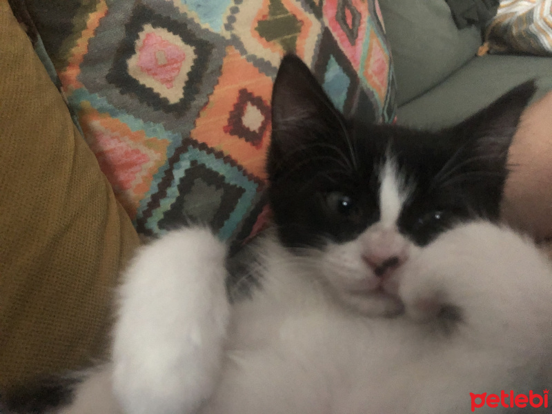 Tuxedo (Smokin) Kedi, Kedi  Bambu fotoğrafı