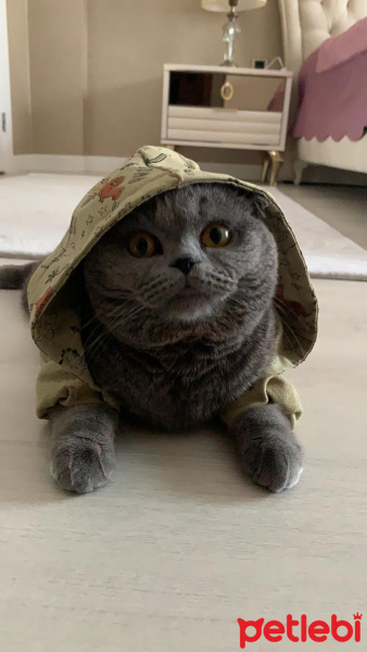 Scottish Fold, Kedi  Duman fotoğrafı