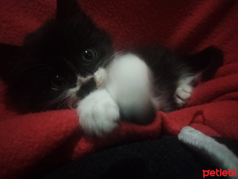 Tuxedo (Smokin) Kedi, Kedi  Kalipso fotoğrafı