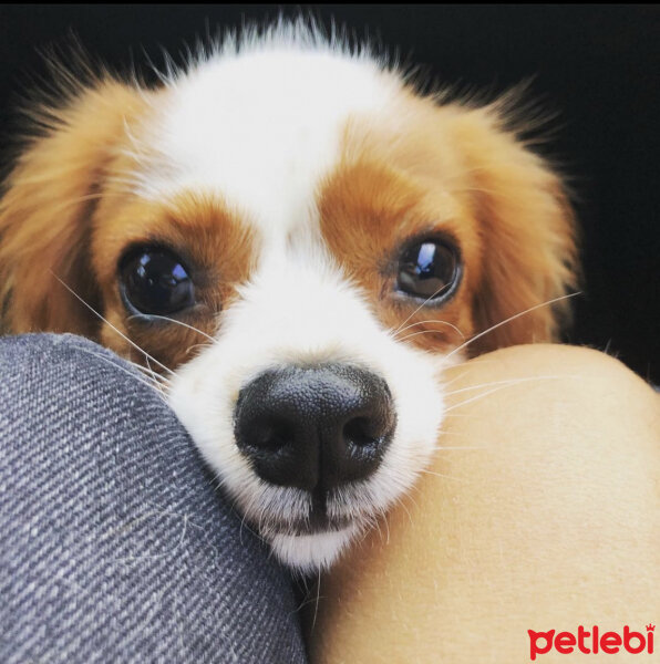 Cavalier King Charles Spanieli, Köpek  Leo fotoğrafı