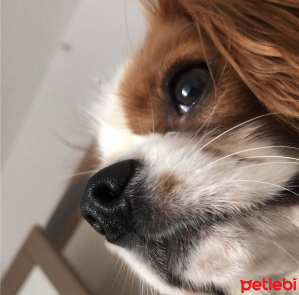 Cavalier King Charles Spanieli, Köpek  Leo fotoğrafı