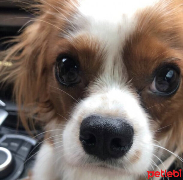 Cavalier King Charles Spanieli, Köpek  Leo fotoğrafı