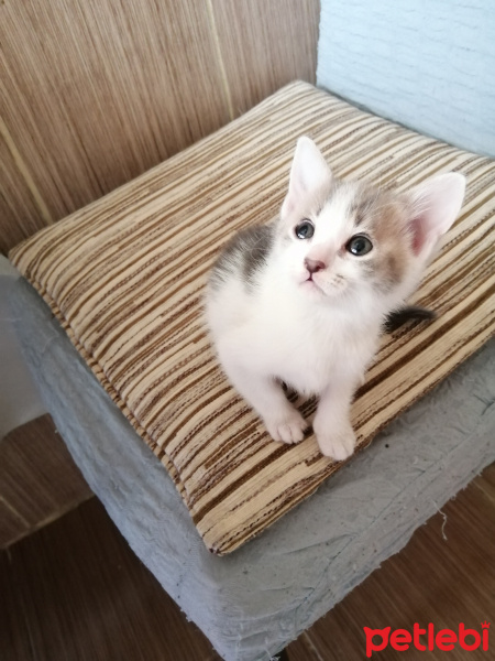 Tekir Kedi, Kedi  tanya fotoğrafı