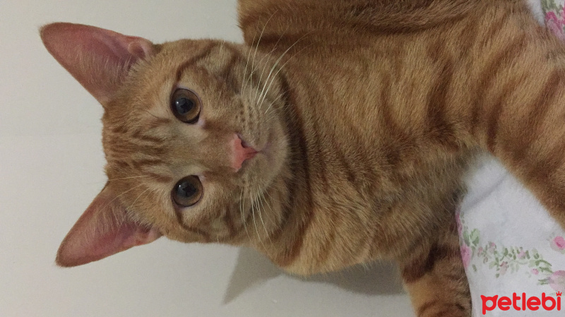 Tekir Kedi, Kedi  Paşa fotoğrafı