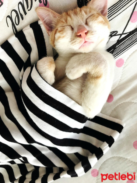 Sarman, Kedi  Fındık fotoğrafı