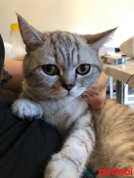 British Shorthair, Kedi  Tommy fotoğrafı