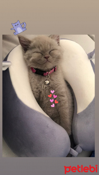 British Shorthair, Kedi  Mia fotoğrafı