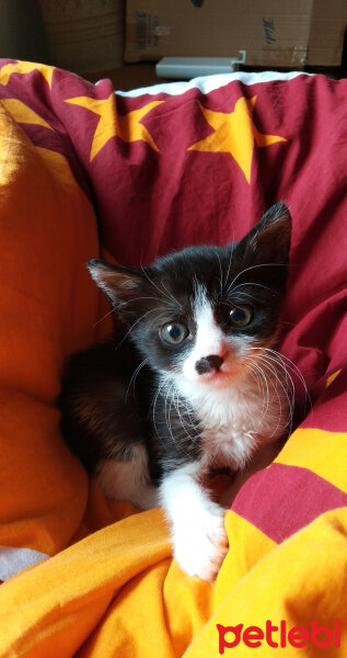 Tuxedo (Smokin) Kedi, Kedi  Elsa fotoğrafı