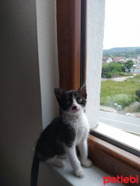 Tuxedo (Smokin) Kedi, Kedi  Elsa fotoğrafı