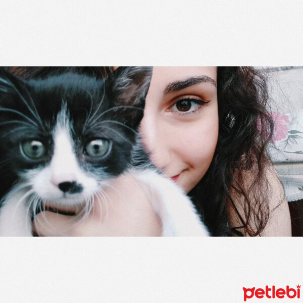 Tuxedo (Smokin) Kedi, Kedi  Elsa fotoğrafı